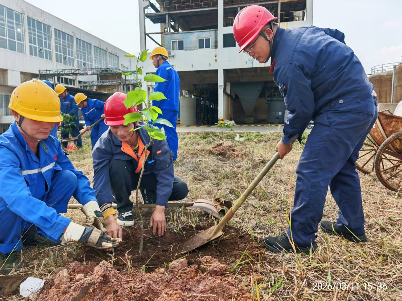 植绿护绿践初心 共建生态新银亿——广西银亿各部门开展2026年植树节系列活动